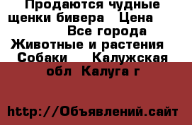 Продаются чудные щенки бивера › Цена ­ 25 000 - Все города Животные и растения » Собаки   . Калужская обл.,Калуга г.